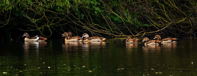 Egyptian geese