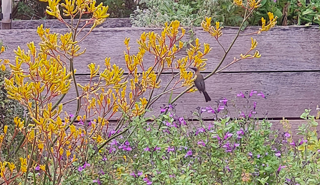 eastern spinebill feeding