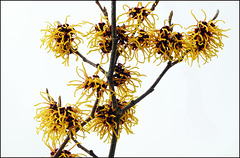 Hamamelis