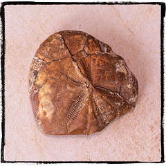 Fossil