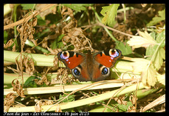 DSC04871 - Paon du jour