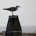 20140908 3450RTw [NL] Möwe, Terschelling