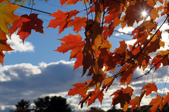 Meadow Street in Autumn