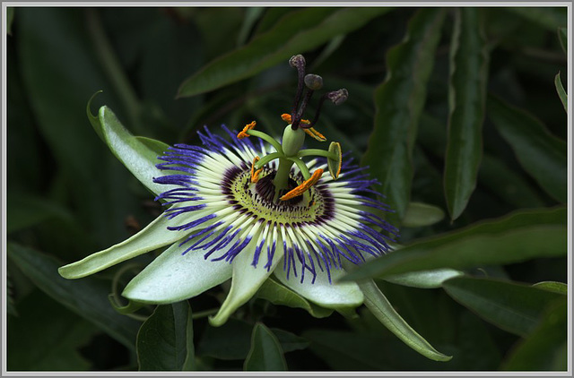 une merveille de la nature .....