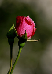 Bouton de rose