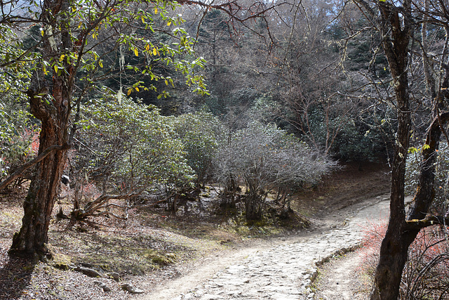 Khumbu, The Path through the Forest from Tengboche to Pangboche