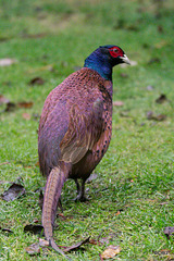 Darker variant ringless Cock Pheasant