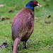 Darker variant ringless Cock Pheasant