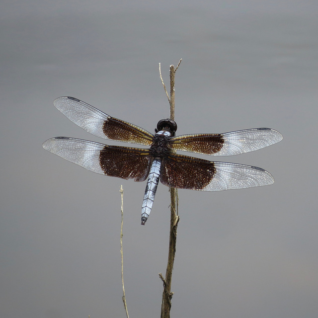 Widow skimmer (male)