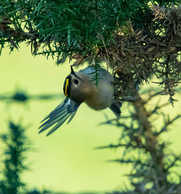 Goldcrest