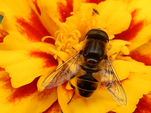 Besucherin der Tagetes