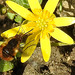 20220413 0489CPw [D~LIP] Wollschweber (Bombylius major), [Hummelschweber] [Trauerschweber] [Trauerfliege], Bad Salzuflen