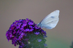 Pieris napi auf Sommerflieder