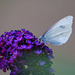 Pieris napi auf Sommerflieder