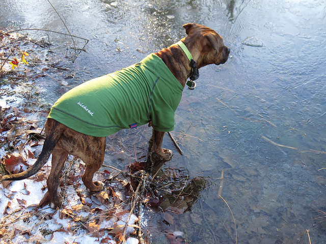 Rosie walking on the pond ;-)