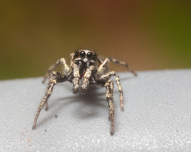 IMG 7596 Zebra Spider