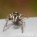 IMG 7596 Zebra Spider