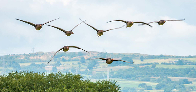 Greylag geese