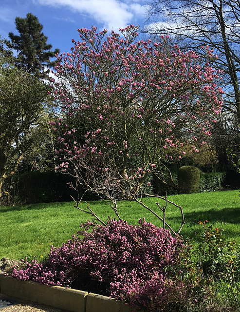 Bruyère et magnolia