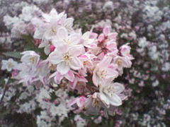Deutzia de la famille de l’hydrangeaceae  ?