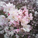 Deutzia de la famille de l’hydrangeaceae  ?