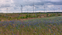 Feldblumen und Windkraftwerke Feldblumen und Windkraftwerke