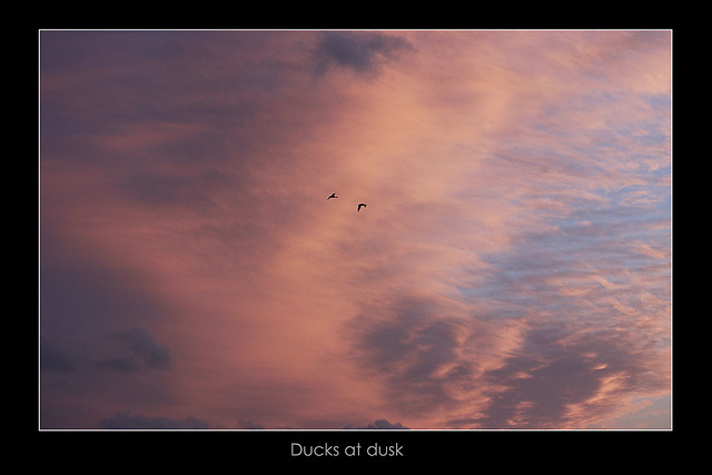 Ducks at dusk Seaford Bay- 31.5.2015