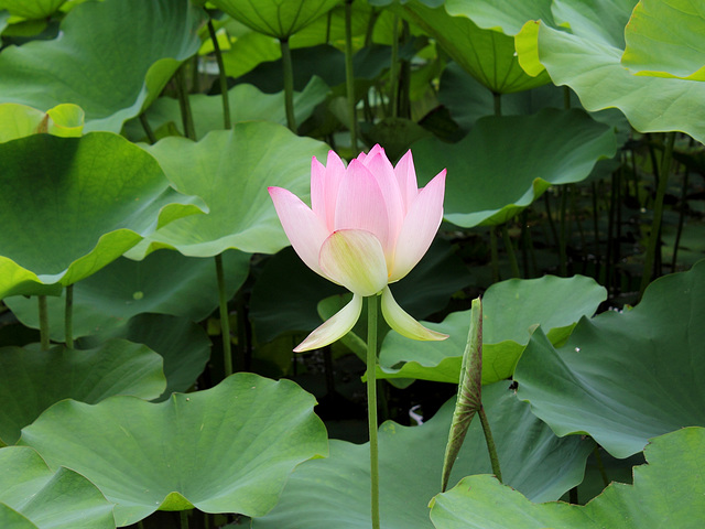 lotus