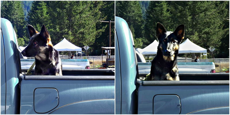 Pup in a truck