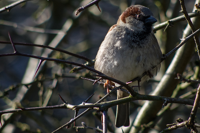 House Sparrow ( Male)