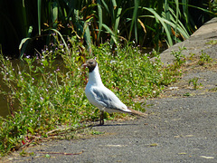 Black Headed Gull 3