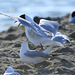 acouplement mouette rieuse