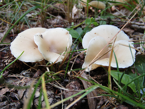 Schwammerl