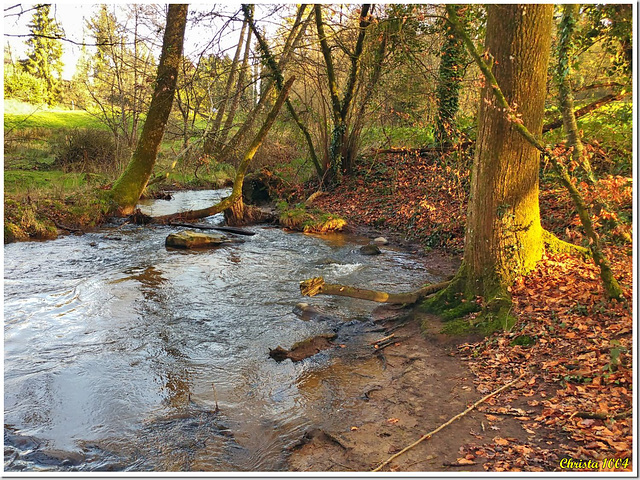 Petit ruisseau dans le bosquet