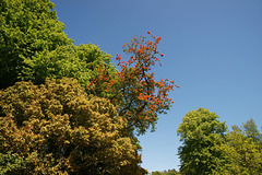 Summer Foliage At Culzean