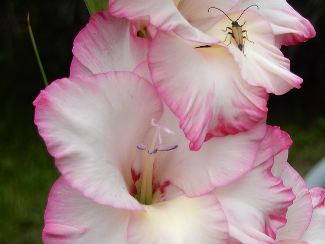 Gladiole mit Besuch