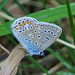 Polyommatus icarus