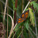 Gatekeeper Butterfly on the Longdendale Trail
