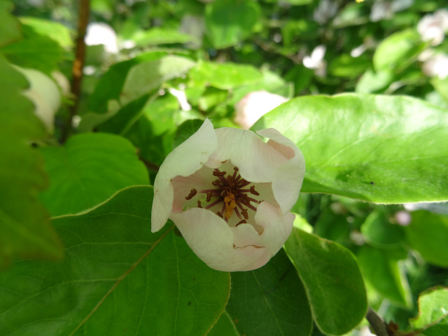 Na, welche Blüte ist das?