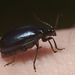 IMG 7605 Beetle