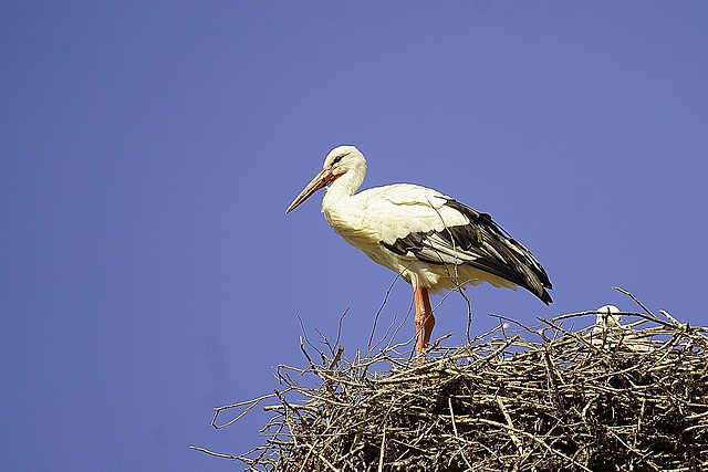 Bewachen des Nestes