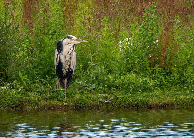 Grey heron