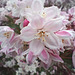 Deutzia de la famille de l’hydrangeaceae ?