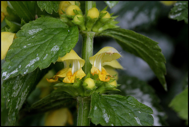 Lamium galeobdolon (2)