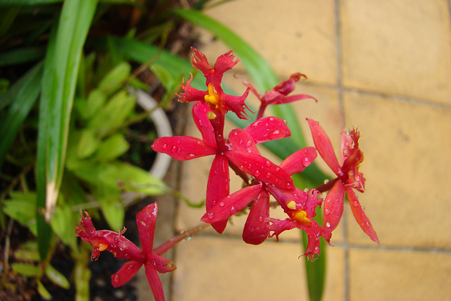 crucifix  orchid