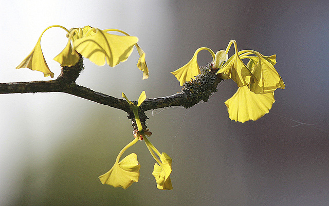 Ginkgo en berne