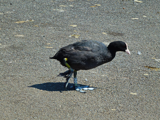 Coot