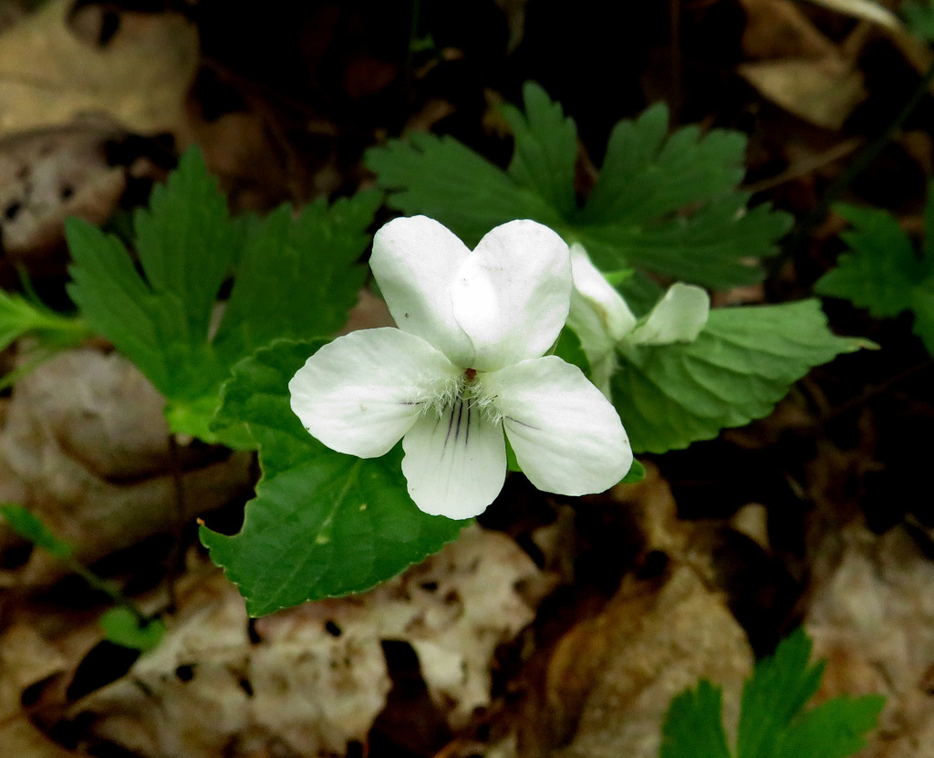 Canada Violet