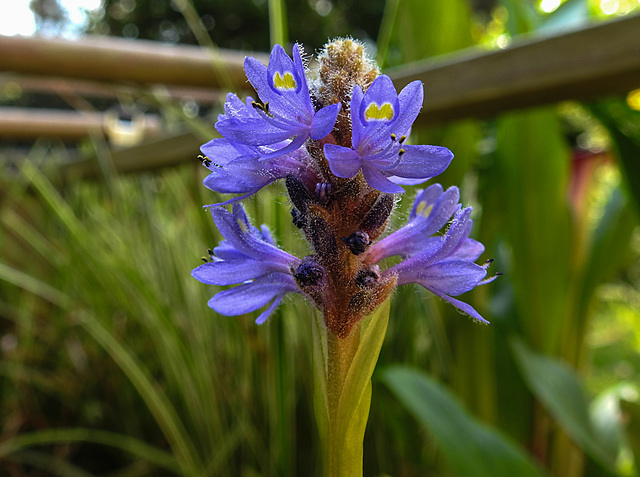 20210726 1978CPw [D~LIP] Herzblättriges Hechtkraut (Pontederia cordata), Bad Salzuflen