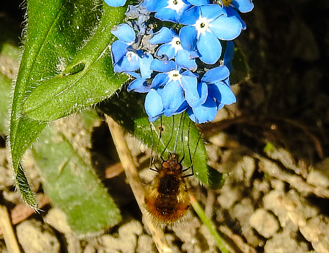 20220413 0494CPw [D~LIP] Wollschweber ( Bombylius major), [Hummelschweber] [Trauerschweber] [Trauerfliege], Acker-Vergißmeinnicht (Myosotis arvensis), Bad Salzuflen